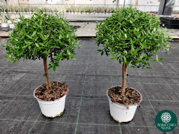 Myrthus, Stamm 12/35 cm Communis Mycrophylla PP-Nr.: IT-16-0165