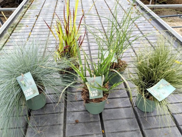 Gräser, Busch 14/30 cm Mix Container T14 A PP-Nr.: IT-16BT0373