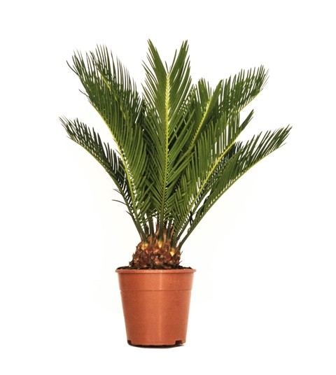 Cycas , 17/60 cm Revoluta PP-Nr.: ES 14 30 3185