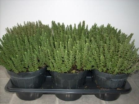 Thymian, Busch 14/20 cm "Faustini" Gewürze PP-Nr.: IT-07-0526