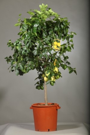 Citrus, Stamm 42/200 cm Limon - Zitrone PP-Nr.: IT-19-1880