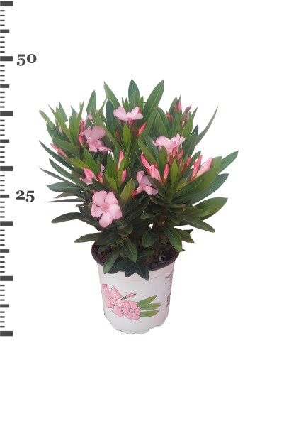 Nerium, Busch 15/45 cm Oleander, gemischte Farben PP-Nr.: IT-19-0867