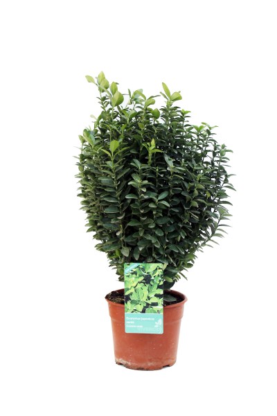 Euonymus, Busch 17/35 cm japonica - grün PP-Nr.: ES-17-46/1519