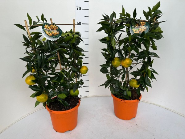 Citrus, Spalier 19/60 cm reticulata mandarin PP-Nr.: IT-16-0165