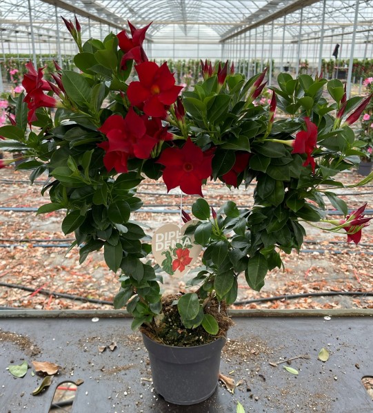 Dipladenia, Herz 17/55 cm Herz, ROT PP-Nr.: IT-16BT0373