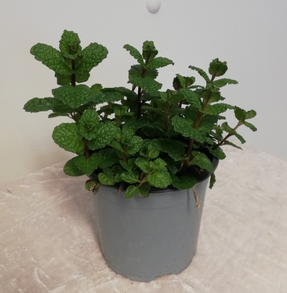 Minze, Busch 14/20 cm Gewürze PP-Nr.: IT-07-0526