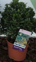 Euonymus, Busch 17/25 cm microphylla - grün PP-Nr.: ES-17-46/1519