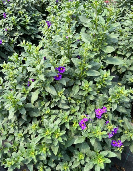 Solanum, Busch 27/60 cm rantonnetii - blau PP-Nr.: IT-16BT0373