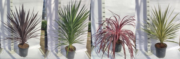 Cordyline Mix , Busch 15 LT/90 cm PP-Nr.: ES-17-46/1610