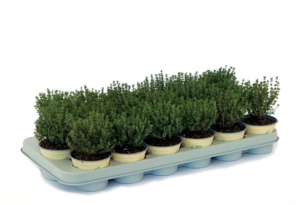 Thymian, Busch 10 cm Gewürze PP-Nr.: IT-07-0248