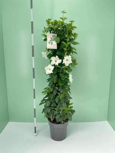 Dipladenia, Pyramide 21/110 cm WEISS PP-Nr.: IT-16BT0373