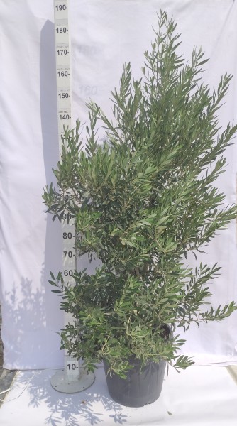 Oliven, Säule 30 LT/170 cm PP-Nr.: ES-17-46/1610