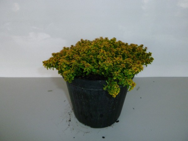 Thymian, Busch 14/20 cm "Bertrand Anderson´s Gold" Gewürze PP-Nr.: IT-07-0526