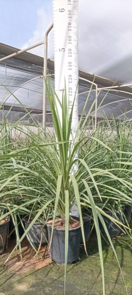 Dracaena Indivisa, Stamm 10LT/110 cm PP-Nr.: ES-17-46/1610