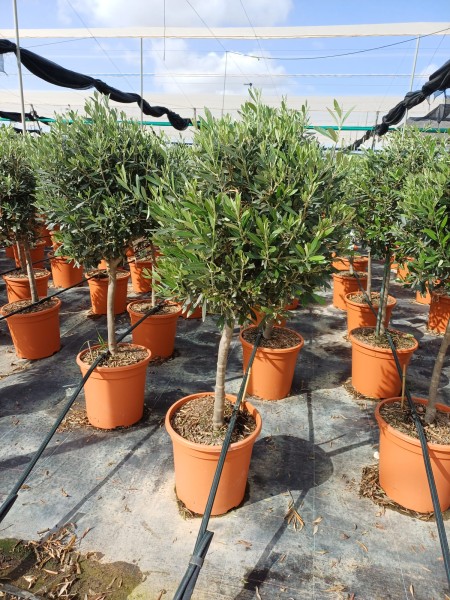 Oliven, Stamm 33/140 cm PP-Nr.: ES 14 30 3185