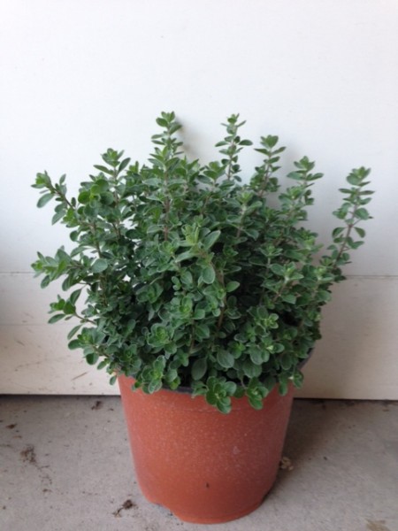 Majoran, Busch 18/40 cm Gewürze PP-Nr.: IT-07-0526