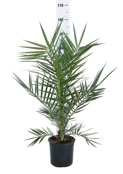 Phönix, Busch 19/90 cm canariensis PP-Nr.: IT-19-0066