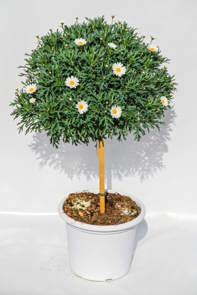 Margeriten, Stamm 30/90 cm weiß weißer Topf PP-Nr.: IT-07-0526