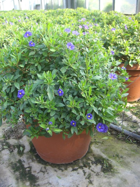 Solanum, Busch 45/80 cm rantonnettii - Enzianstrauch PP-Nr.: IT-07-0526