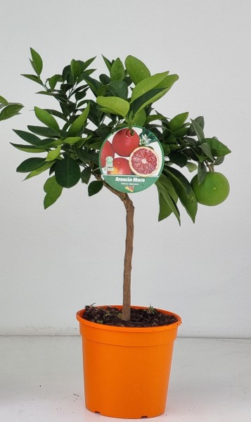 Citrus, Mini-Stamm 22/80 cm Moro Orange PP-Nr.: IT-19-1627