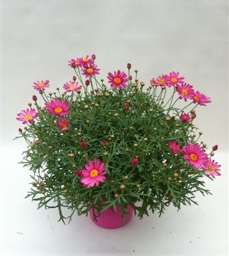 Margeriten, Busch 14/30 cm rosa PP-Nr.: IT-07-0526