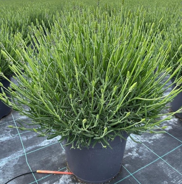Lavendel, Busch 27/40 cm hidcote blau PP-Nr.: IT-16BT0373