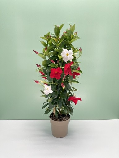 Dipladenia, Pyramide 17/75 cm bicolor PP-Nr.: IT-16BT0373