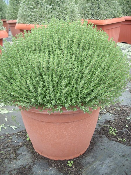 Thymian, Busch 45/80 cm vulgaris Gewürze PP-Nr.: IT-07-0526