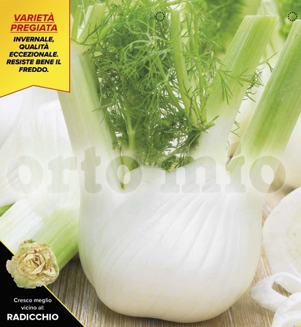 Fenchel, 9er Tasse cm Winterfenchel, Sorte Minosse (F1) PP-Nr.: IT-08-1868