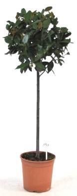 Laurus, Stamm 21/100 cm nobilis - echter Lorbeer PP-Nr.: IT-19-0066