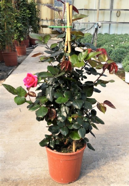 Rosen, Pyramide 18/70 cm Kletterrosen PP-Nr.: IT-07-0526