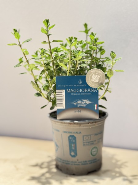 Majoran , Busch 9 cm "AROMA RISERVA"® PP-Nr.: IT-07-0248