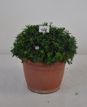 Solanum, Busch 30/60 cm rantonnettii - Enzianstrauch PP-Nr.: IT-07-0526