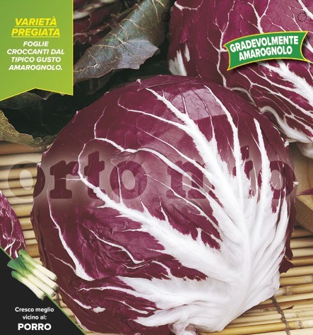 Radicchio, 9er Tasse cm Roter Herbst-Chioggia, Sorte Vasari (F1) PP-Nr.: IT-08-1868