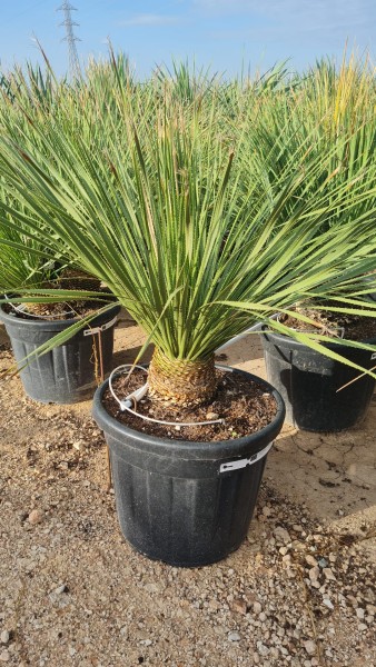 Dasylirion Sersatifolium, Bush 70 LT/110 cm PP-Nr.: ES-17-46/1610