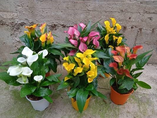 Zantedeschia, Busch 19 cm aethiopica - Flamingo PP-Nr.: IT-07-0526