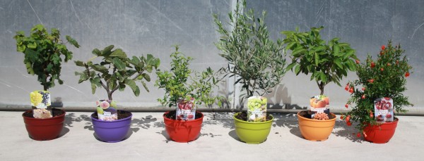 Gemischte Fruchtbäume , 20/50 cm Ficus Carica, Oliven, Dyospiros Kaki, Punica Grantatum Nana,