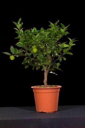Citrus, Mini-Stamm 19/70 cm Aurantifolia - echte grüne Limette PP-Nr.: IT-19-1627