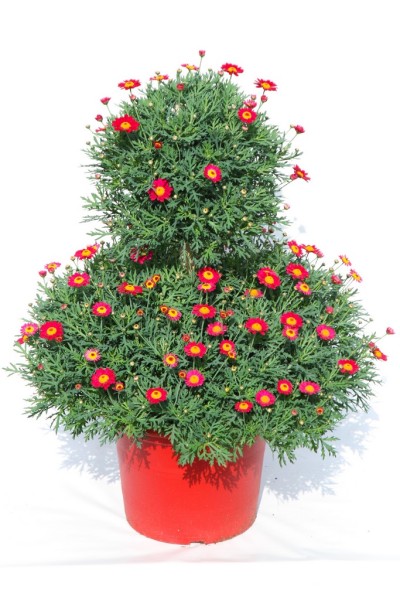 Margeriten, Doppelkrone 35/100 cm rot roter Topf PP-Nr.: IT-07-0526