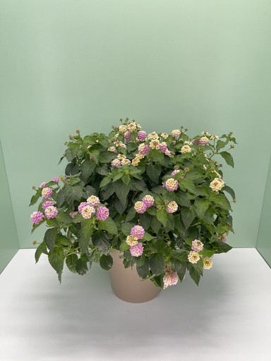 Lantana, Busch 27/60 cm camara - lila PP-Nr.: IT-16BT0373