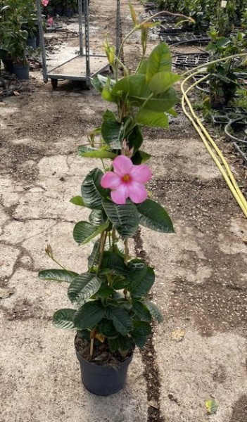 Mandevilla, Pyramide 21/110 cm anmabilis PP-Nr.: IT-16BT0373