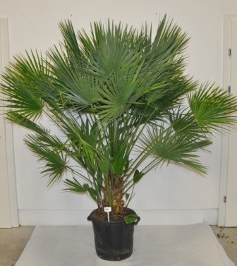 Chamaerops, Busch 35/135 cm excelsa (Trachycarpus fortuneii) PP-Nr.: IT-19-0066