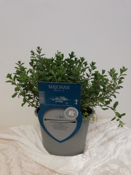 Majoran, Busch 13/20 cm "AROMA RISERVA"® mit DEKO-Stecketikett PP-Nr.: IT-07-0248