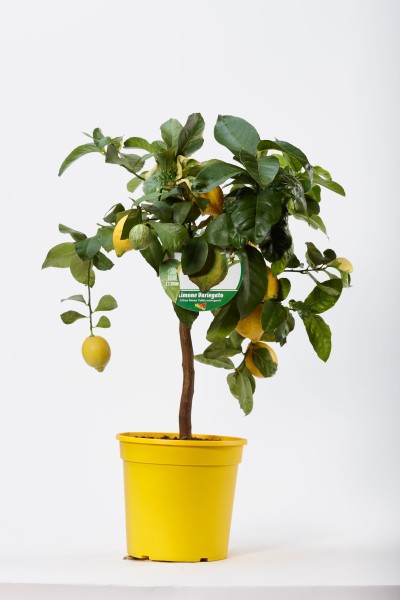 Citrus, Mini-Stamm 22/80 cm Variagata Zitrone PP-Nr.: IT-19-1627