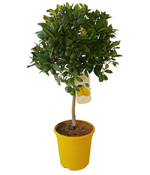 Citrus , Stamm 23/90 cm Grüne Limette PP-Nr.: ES 14 30 3185