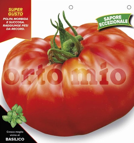 Tomaten Riesentomate, Sorte OR Patataro , 6er Tasse/ cm PP-Nr.: IT-08-1868