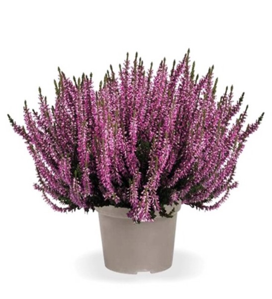 Calluna GG, 17/30 cm Gemischte Farben PP-Nr.: DE-NI-115639