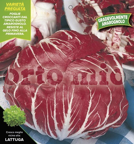 Radicchio, 9er Tasse cm Roter Spät-Chioggia, Sorte TT506 PP-Nr.: IT-08-1868