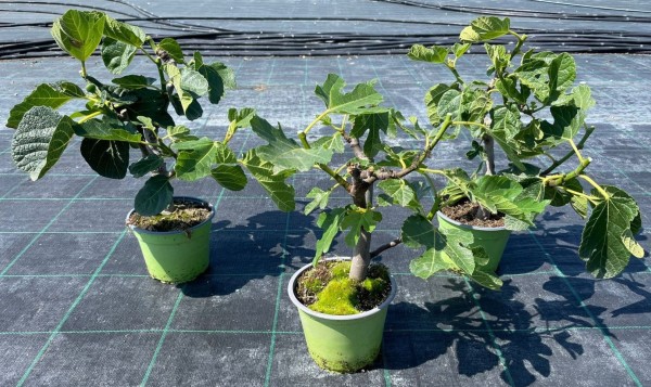 Ficus, Busch 14/35 cm Carica - echte Feige grüner Topf PP-Nr.: IT-16-0165