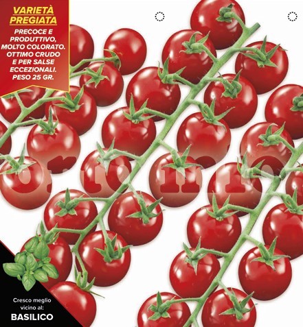 Tomaten Kirschtomate, Sorte Paki (F1), 6er Tasse PP-Nr.: IT-08-1868